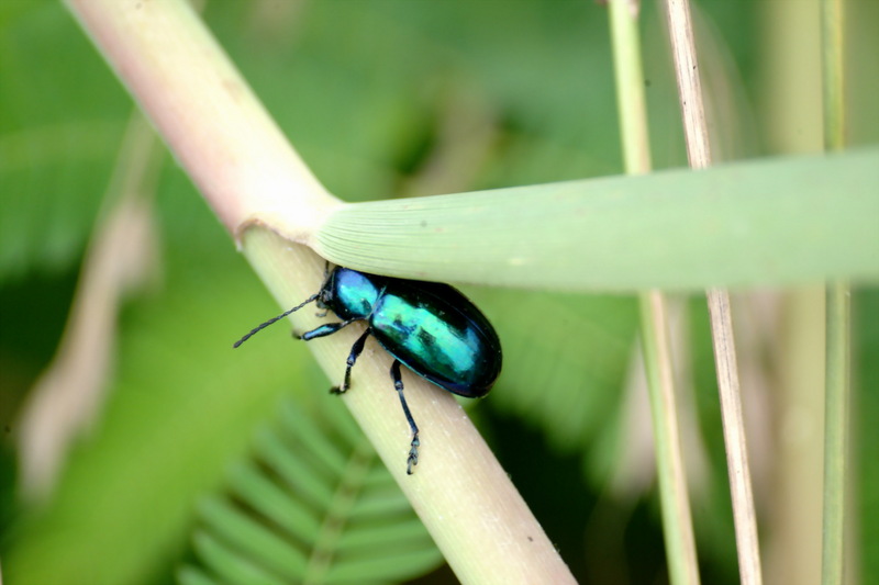 중국청람색잎벌레 Chrysochus chinensis (Chinese Chrysochus Leaf Beetle); DISPLAY FULL IMAGE.