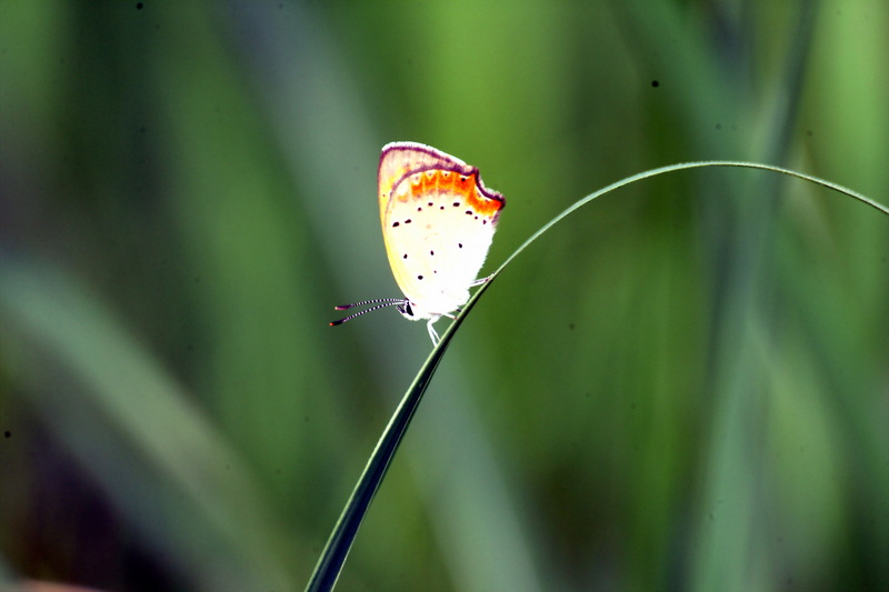 작은주홍부전나비 Lycaena phlaeas (Small Copper Butterfly); DISPLAY FULL IMAGE.
