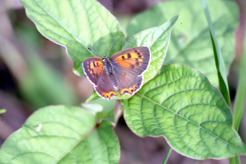 작은주홍부전나비 Lycaena phlaeas (Small Copper Butterfly); DISPLAY FULL IMAGE.