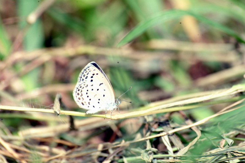 남방부전나비 Pseudozizeeria maha (Pale Grass Blue Butterfly); DISPLAY FULL IMAGE.