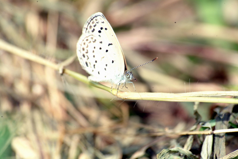 남방부전나비 Pseudozizeeria maha (Pale Grass Blue Butterfly); DISPLAY FULL IMAGE.