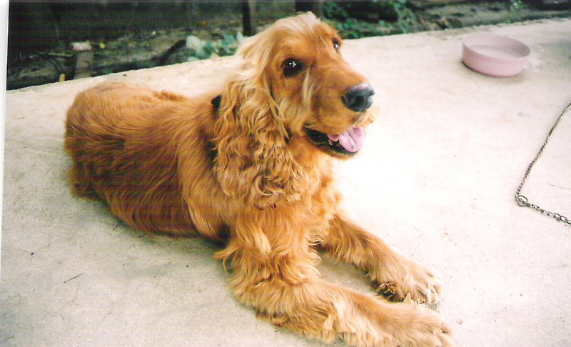 My lovely cocker; DISPLAY FULL IMAGE.