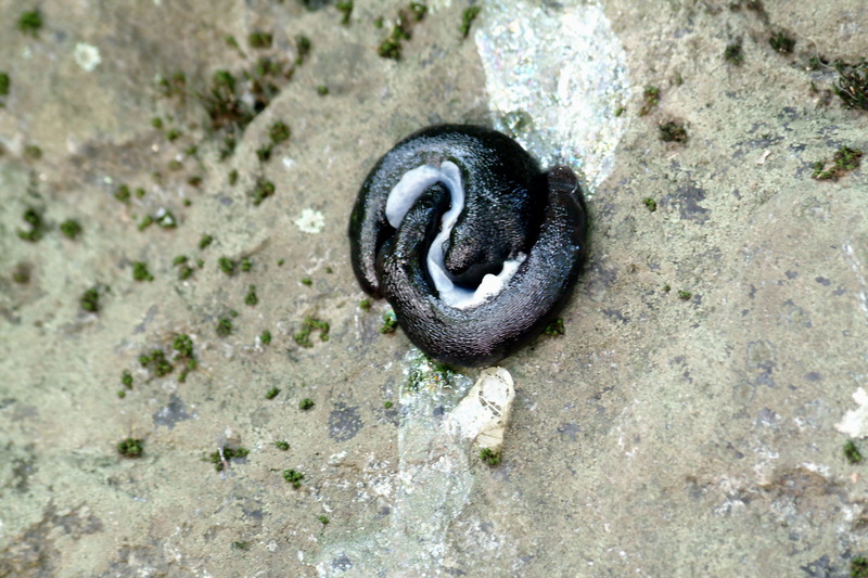 짝짓기 중인 지리산의 산민달팽이 한쌍; DISPLAY FULL IMAGE.