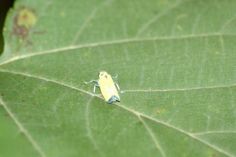 끝검은말매미충 Bothrogonia japonica (Black-tipped Leafhopper); DISPLAY FULL IMAGE.