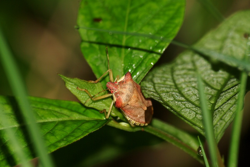 눈이 붉은 이름모를 대형 노린재 -- 장흙노린재 Pentatoma semiannulata; DISPLAY FULL IMAGE.