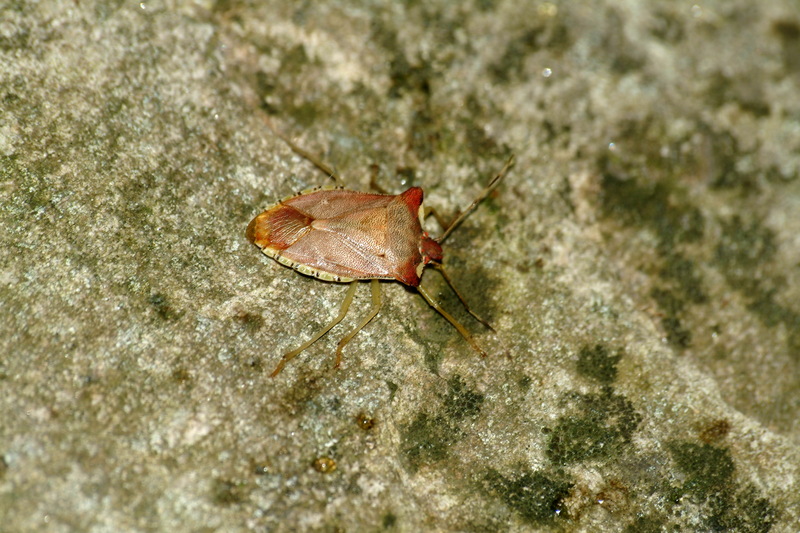눈이 붉은 이름모를 대형 노린재 -- 장흙노린재 Pentatoma semiannulata; DISPLAY FULL IMAGE.