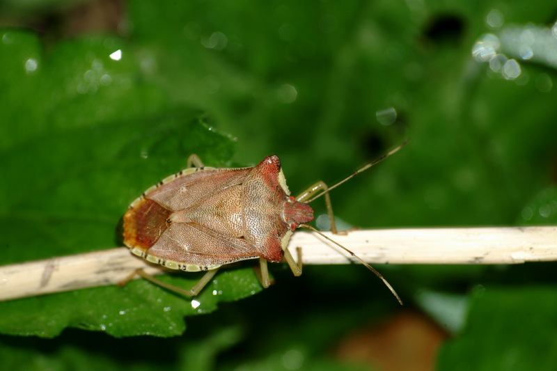 눈이 붉은 이름모를 대형 노린재 -- 장흙노린재 Pentatoma semiannulata; DISPLAY FULL IMAGE.