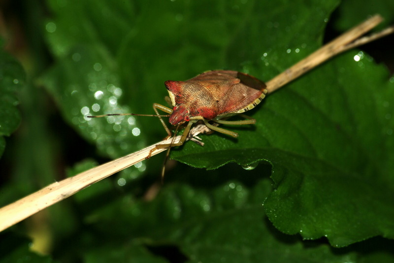 눈이 붉은 이름모를 대형 노린재 -- 장흙노린재 Pentatoma semiannulata; DISPLAY FULL IMAGE.