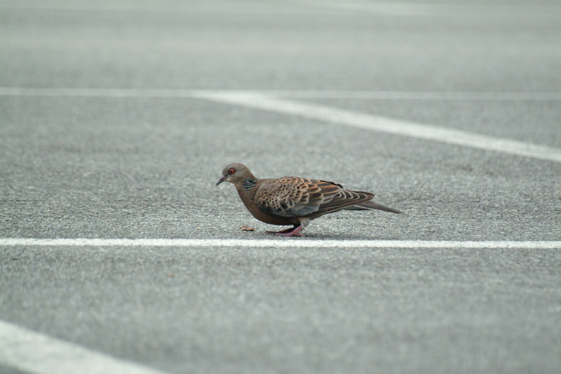 멧비둘기 Streptopelia orientalis (Oriental Turtle Dove); DISPLAY FULL IMAGE.