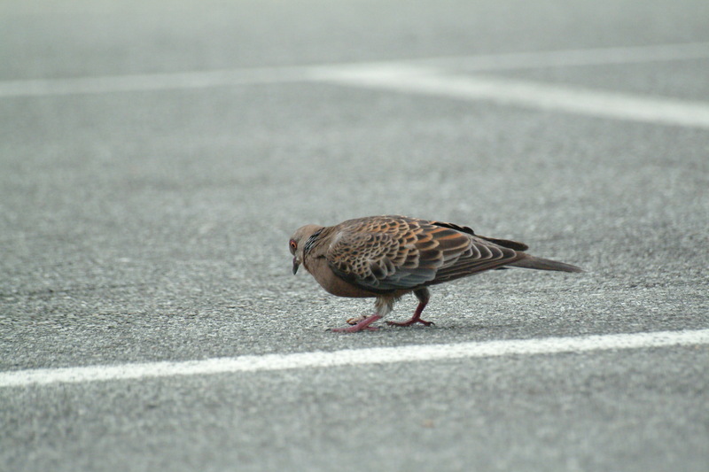 멧비둘기 Streptopelia orientalis (Oriental Turtle Dove); DISPLAY FULL IMAGE.