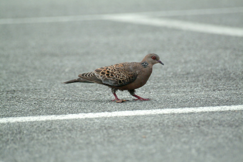 멧비둘기 Streptopelia orientalis (Oriental Turtle Dove); DISPLAY FULL IMAGE.