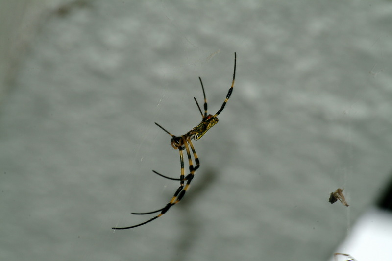 무당거미 Nephila clavata (Golden Orb-web Spider); DISPLAY FULL IMAGE.