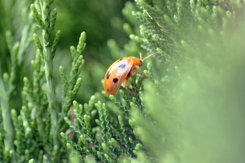 열점박이별잎벌레 Oides decempunctatus (Grape Leaf Beetle); DISPLAY FULL IMAGE.