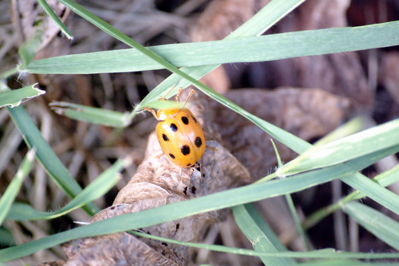 열점박이별잎벌레 Oides decempunctatus (Grape Leaf Beetle); DISPLAY FULL IMAGE.