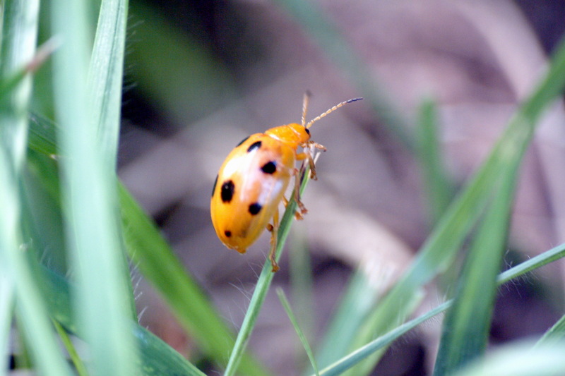 열점박이별잎벌레 Oides decempunctatus (Grape Leaf Beetle); DISPLAY FULL IMAGE.