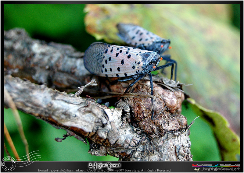 주홍날개꽃매미 Lycorma delictula; DISPLAY FULL IMAGE.