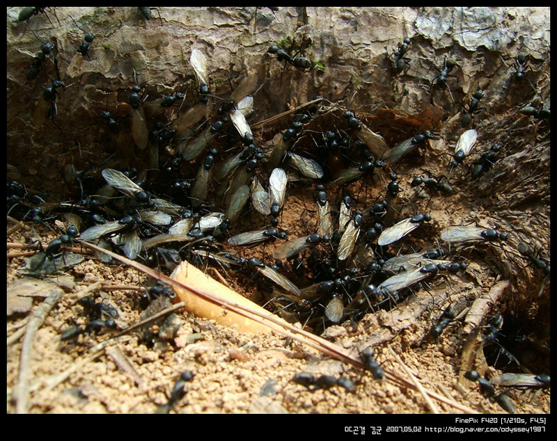 일본왕개미 (Japanese Carpenter Ant); DISPLAY FULL IMAGE.