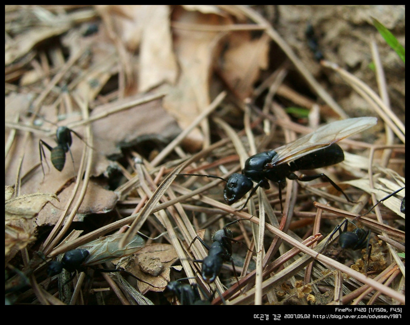 일본왕개미 (Japanese Carpenter Ant); DISPLAY FULL IMAGE.