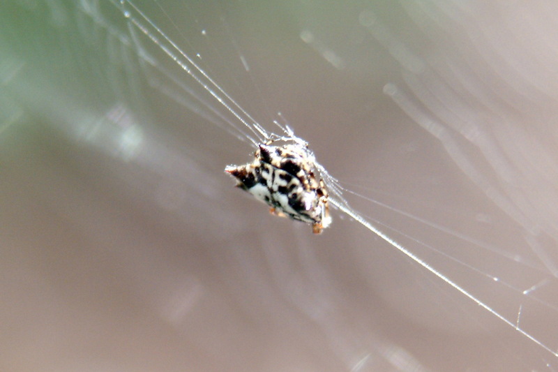 가시거미 Gasteracantha kuhlii (black-and-white shiny spider); DISPLAY FULL IMAGE.