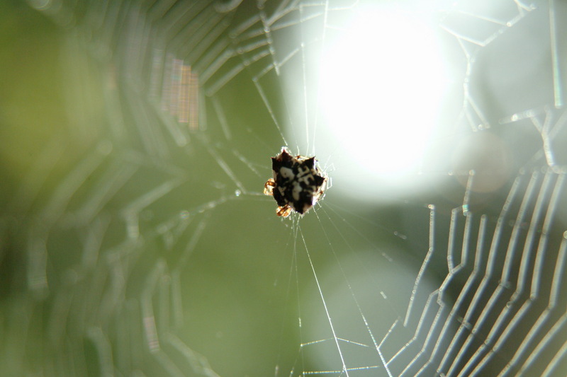 가시거미 Gasteracantha kuhlii (black-and-white shiny spider); DISPLAY FULL IMAGE.