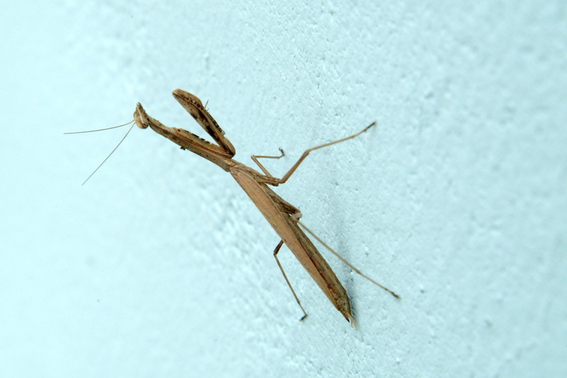 좀사마귀 Statilia maculata (Praying Mantis); DISPLAY FULL IMAGE.