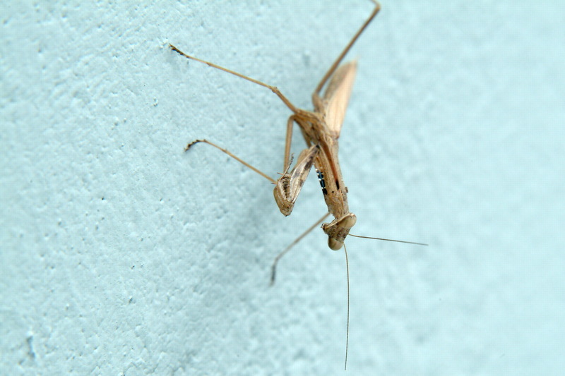 좀사마귀 Statilia maculata (Praying Mantis); DISPLAY FULL IMAGE.