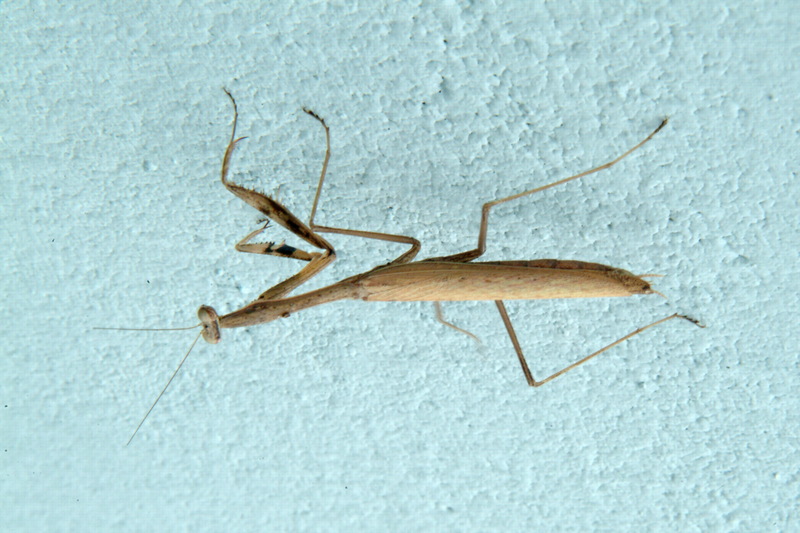 좀사마귀 Statilia maculata (Praying Mantis); DISPLAY FULL IMAGE.