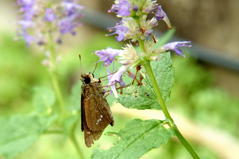 줄점팔랑나비 Parnara guttata (Common Straight Swift); DISPLAY FULL IMAGE.