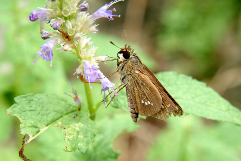 줄점팔랑나비 Parnara guttata (Common Straight Swift); DISPLAY FULL IMAGE.