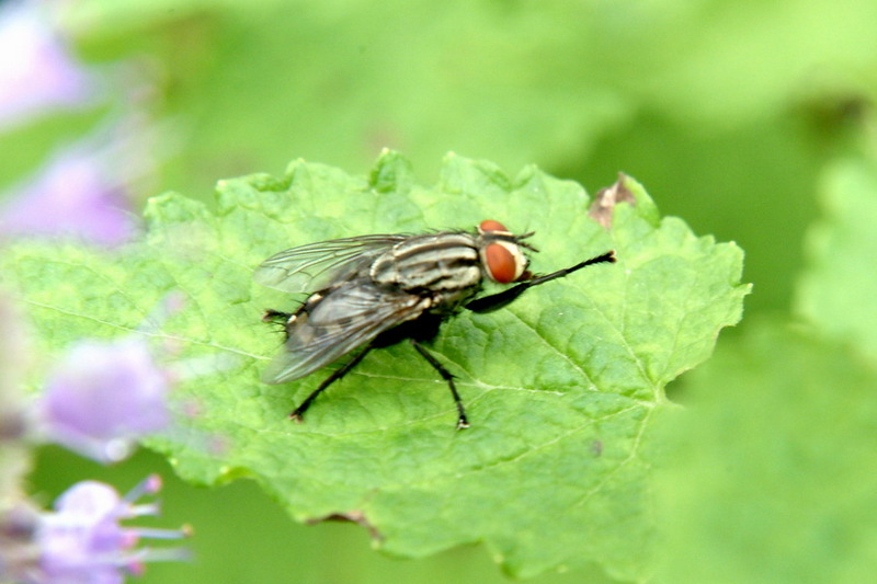 검정볼기쉬파리 Helicophagella melanura (Flesh Fly); DISPLAY FULL IMAGE.