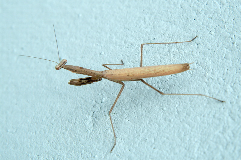 좀사마귀 Statilia maculata (Praying Mantis); DISPLAY FULL IMAGE.