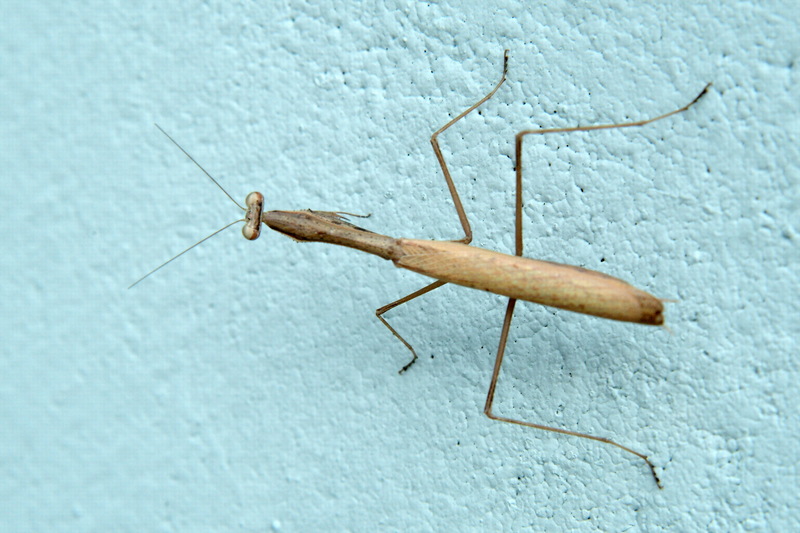 좀사마귀 Statilia maculata (Praying Mantis); DISPLAY FULL IMAGE.