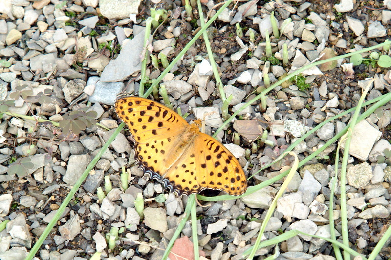 암끝검은표범나비(수컷) Argyreus hyperbius (Indian Fritillary); DISPLAY FULL IMAGE.