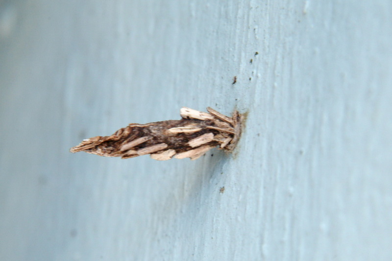 주머니나방 Bambalina sp. (Mulberry Bagworm); DISPLAY FULL IMAGE.