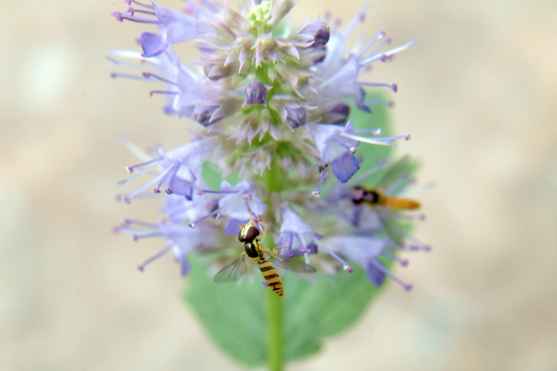 꼬마꽃등에 Sphaerophoria menthastri (Hoverfly); DISPLAY FULL IMAGE.