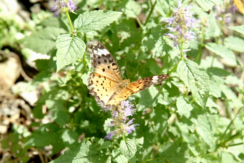 암끝검은표범나비(암컷) Argyreus hyperbius (Indian Fritillary); DISPLAY FULL IMAGE.