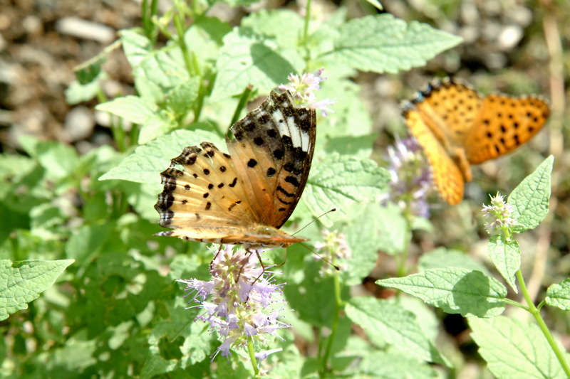 암끝검은표범나비(암컷) Argyreus hyperbius (Indian Fritillary); DISPLAY FULL IMAGE.