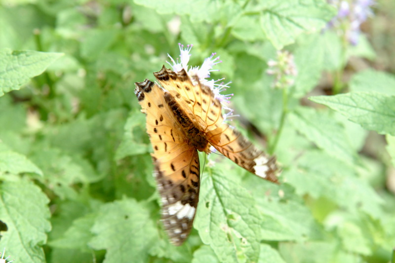 암끝검은표범나비(암컷) Argyreus hyperbius (Indian Fritillary); DISPLAY FULL IMAGE.