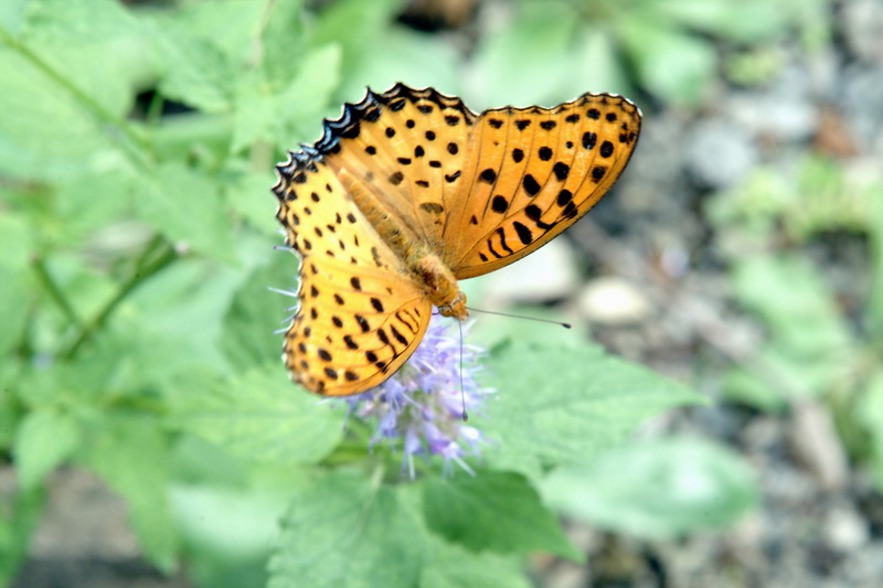 암끝검은표범나비(수컷) Argyreus hyperbius (Indian Fritillary); DISPLAY FULL IMAGE.