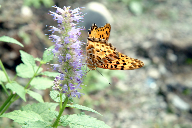 암끝검은표범나비(수컷) Argyreus hyperbius (Indian Fritillary); DISPLAY FULL IMAGE.