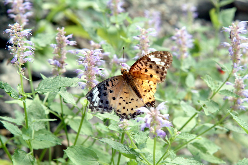 암끝검은표범나비(암컷) Argyreus hyperbius (Indian Fritillary); DISPLAY FULL IMAGE.