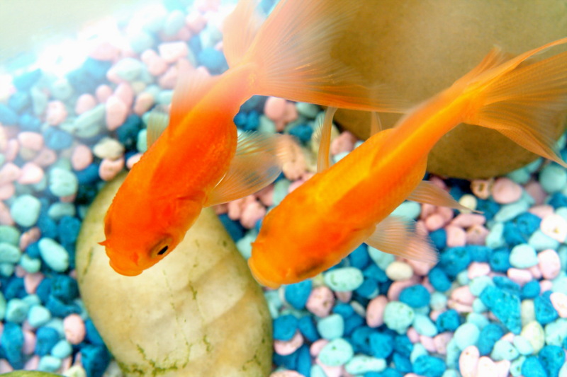 금붕어 Carassius auratus (Goldfish); DISPLAY FULL IMAGE.