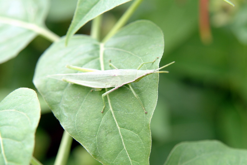 섬서구메뚜기(암컷) Atractomorpha lata (Pyrgomorphidae Grasshopper); DISPLAY FULL IMAGE.