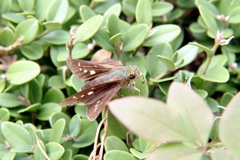 줄점팔랑나비 Parnara guttata (Common Straight Swift); DISPLAY FULL IMAGE.