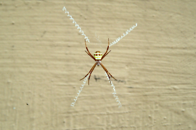 꼬마호랑거미 Argiope minuta (Orb-web Spider); DISPLAY FULL IMAGE.