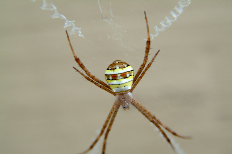 꼬마호랑거미 Argiope minuta (Orb-web Spider); DISPLAY FULL IMAGE.