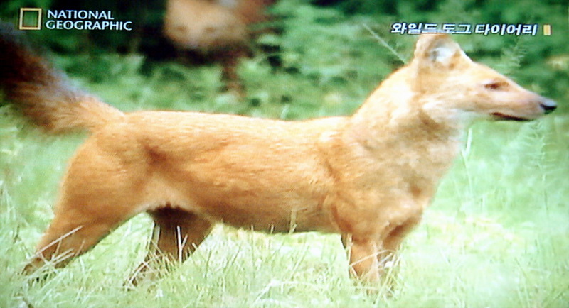 인도승냥이 Cuon alpinus dukhunensis (Indian Dhole); DISPLAY FULL IMAGE.