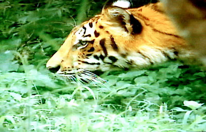 인도호랑이 [印度─, Bengal tiger] (벵골호랑이); DISPLAY FULL IMAGE.