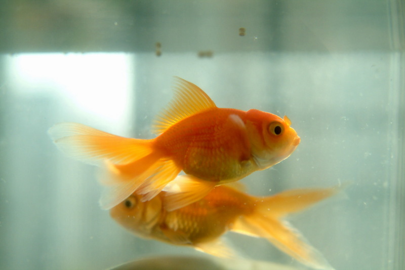 금붕어 Carassius auratus (Goldfish); DISPLAY FULL IMAGE.