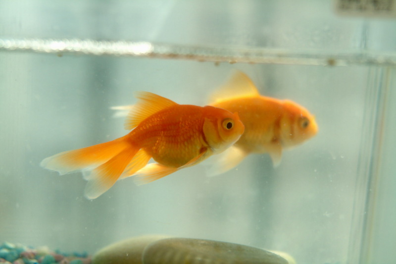 금붕어 Carassius auratus (Goldfish); DISPLAY FULL IMAGE.